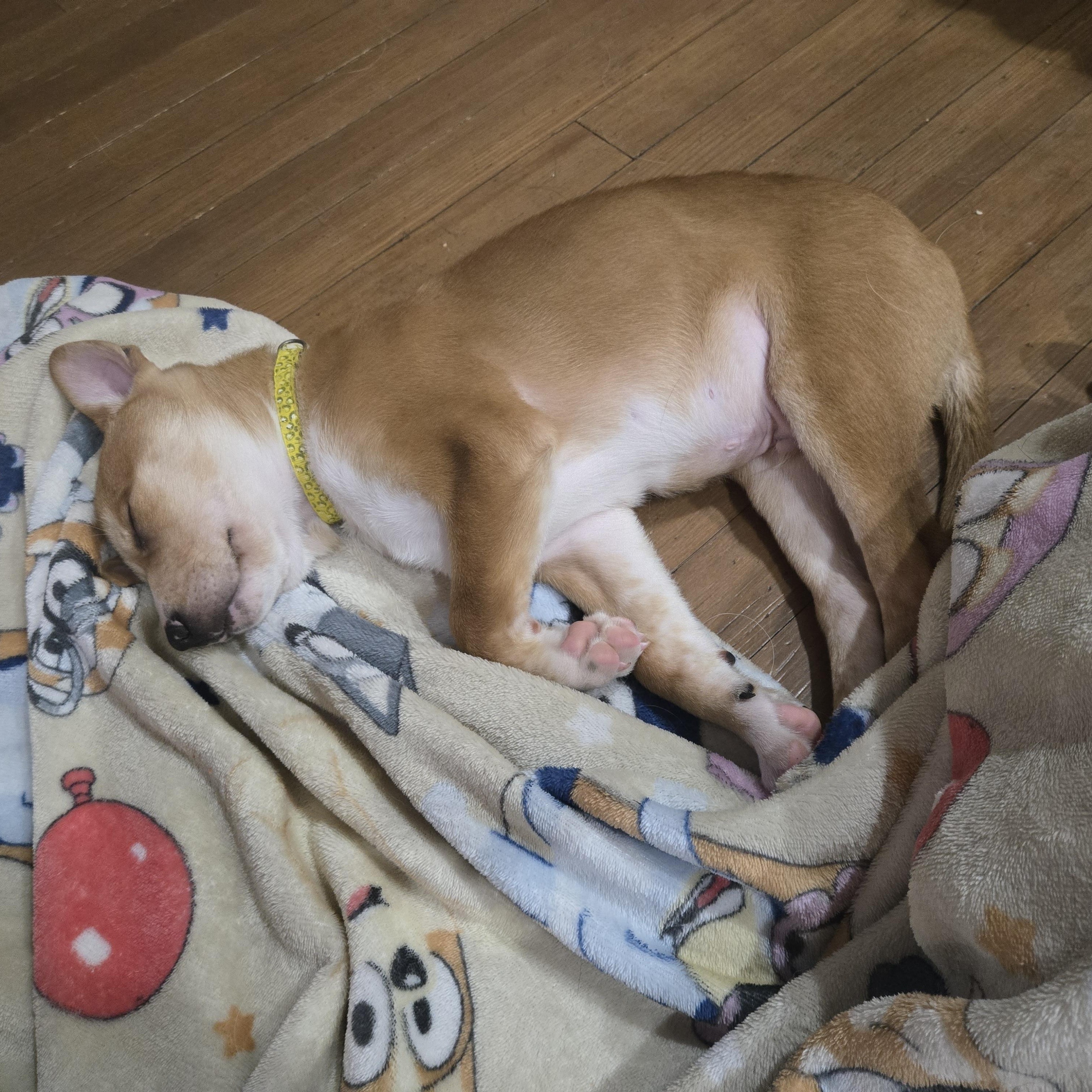 Gunther , an adoption pending mixed breed in Sioux Falls, SD image 5/5