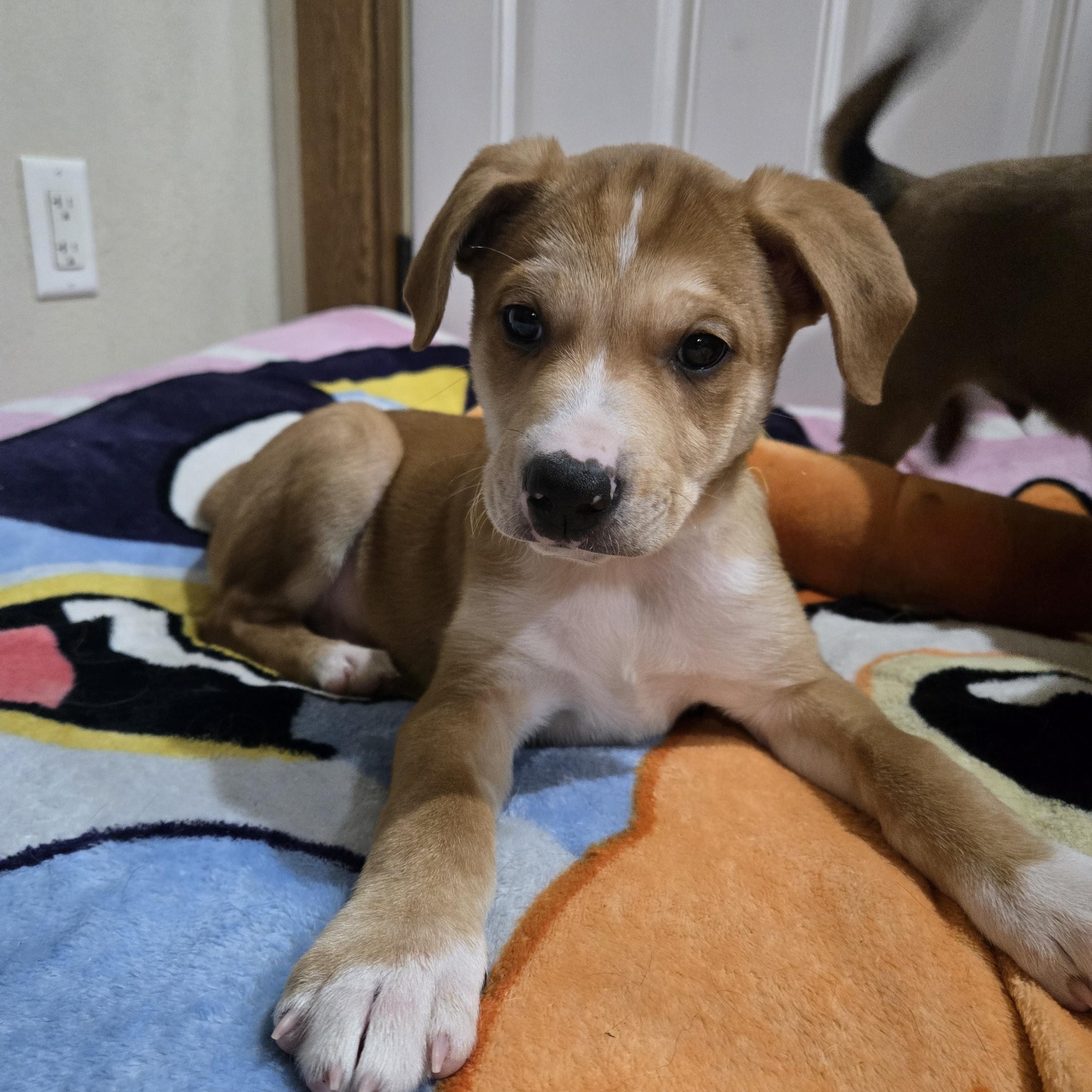 Gunther , an adoption pending mixed breed in Sioux Falls, SD image 1/5