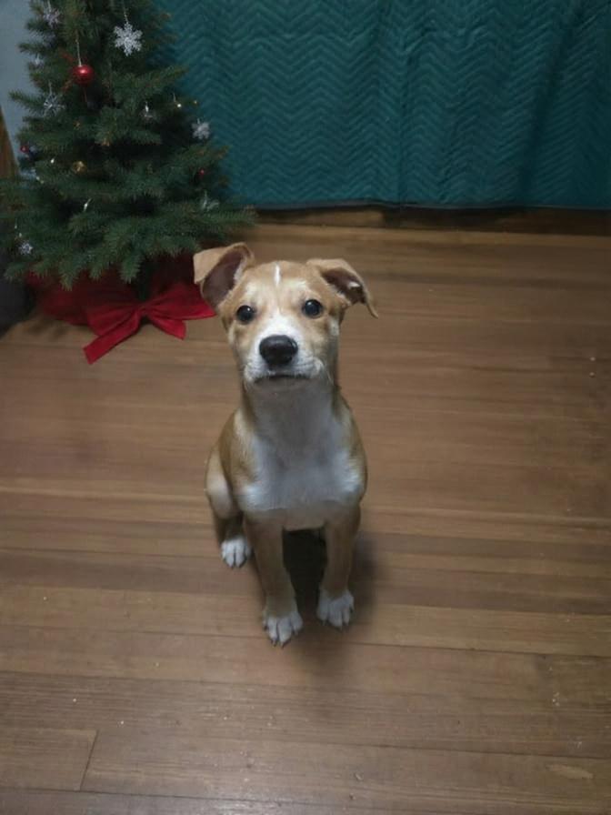 Gunther , an adoption pending mixed breed in Sioux Falls, SD image 4/5