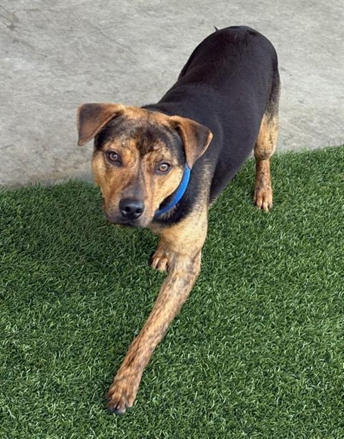 Enlarge BARTHOLOMEW, a Adoptable mixed breed in Baytown, TX image 1/1