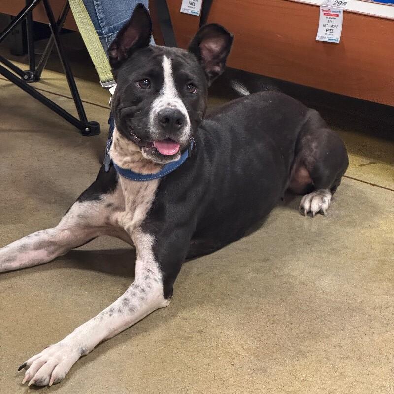 TILLY GRACE, Adoptable, Young Female Mixed Breed.