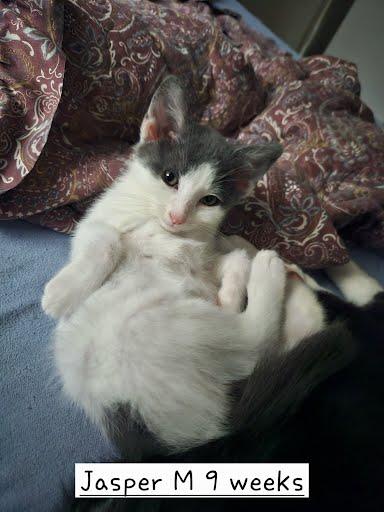 Jasper