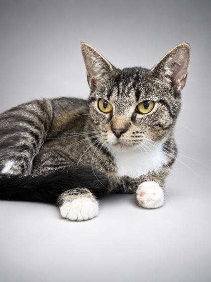 Alicia, Adoptable, Adult Female Domestic Short Hair & Domestic Short Hair.