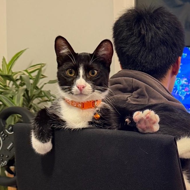 Enlarge Carrey, an adopted Domestic Short Hair in Orange, CA image 2/6