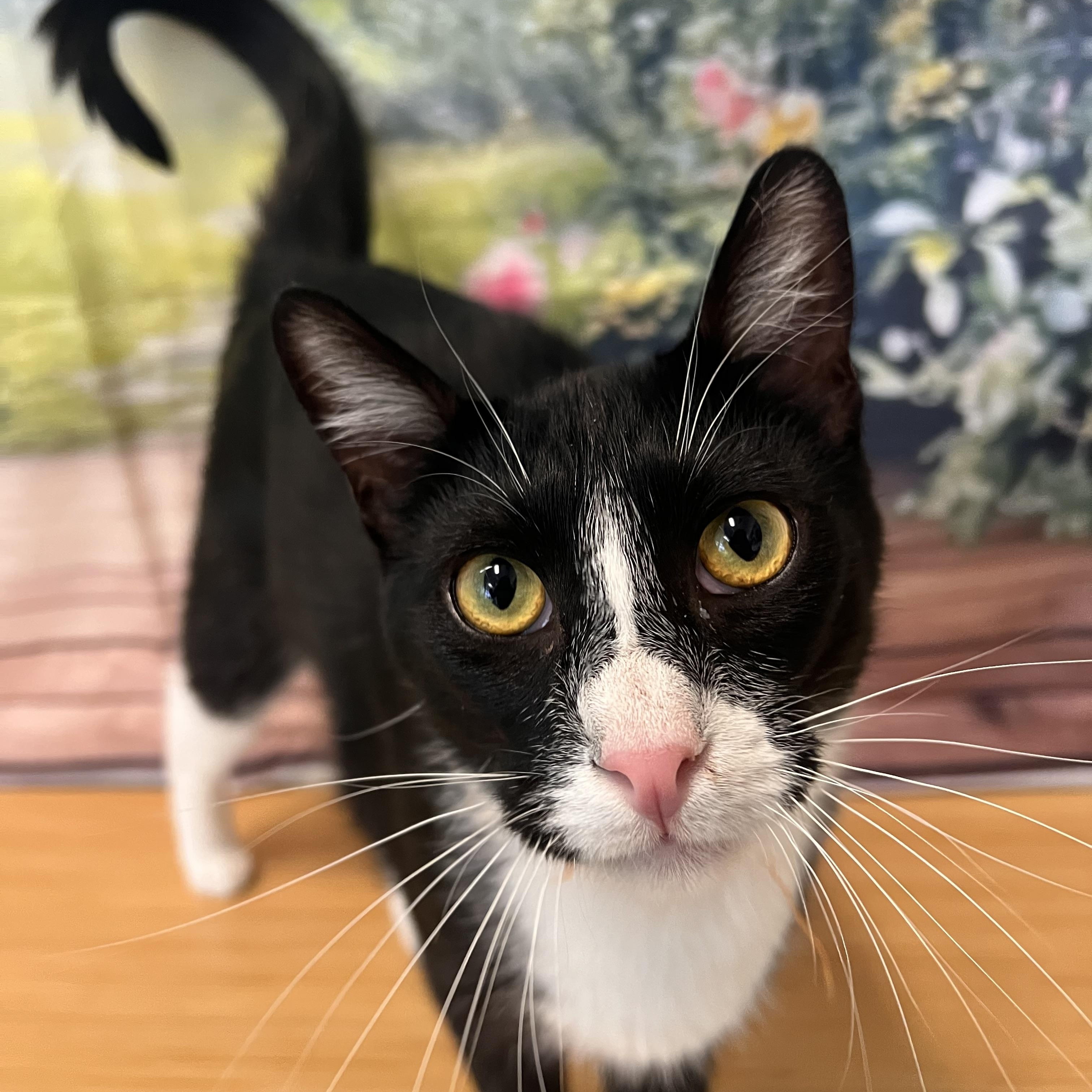 Enlarge Carrey, an adopted Domestic Short Hair in Orange, CA image 1/6
