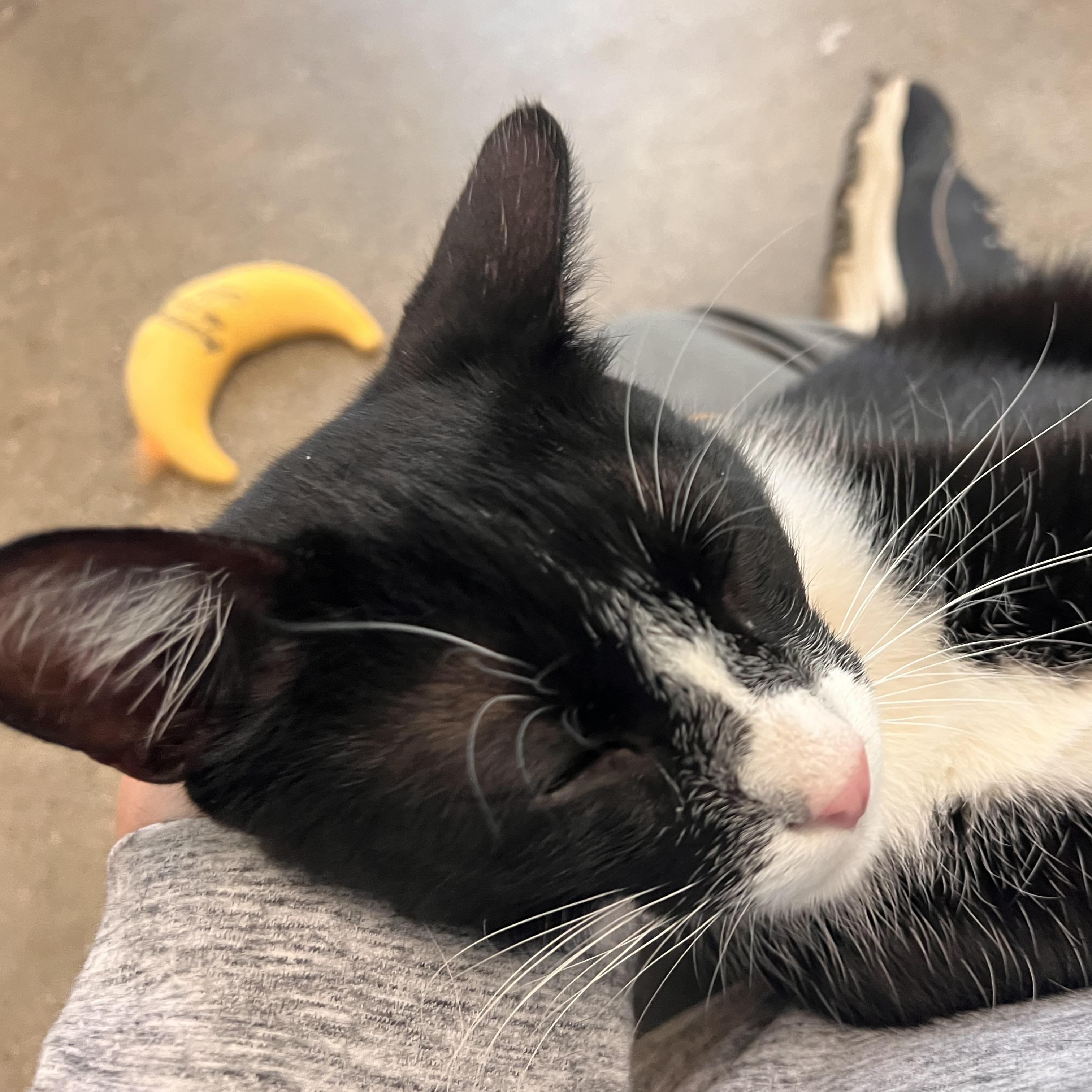 Enlarge Carrey, an adopted Domestic Short Hair in Orange, CA image 6/6