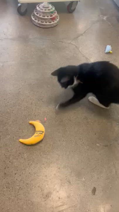 Enlarge Carrey, an adopted Domestic Short Hair in Orange, CA video 5/6