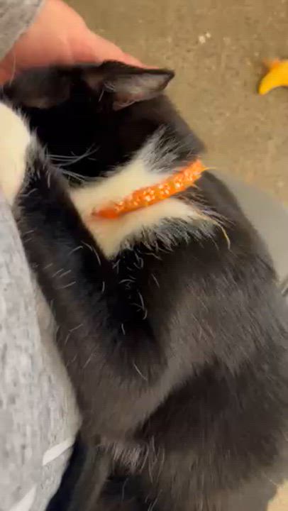 Enlarge Carrey, an adopted Domestic Short Hair in Orange, CA video 3/6