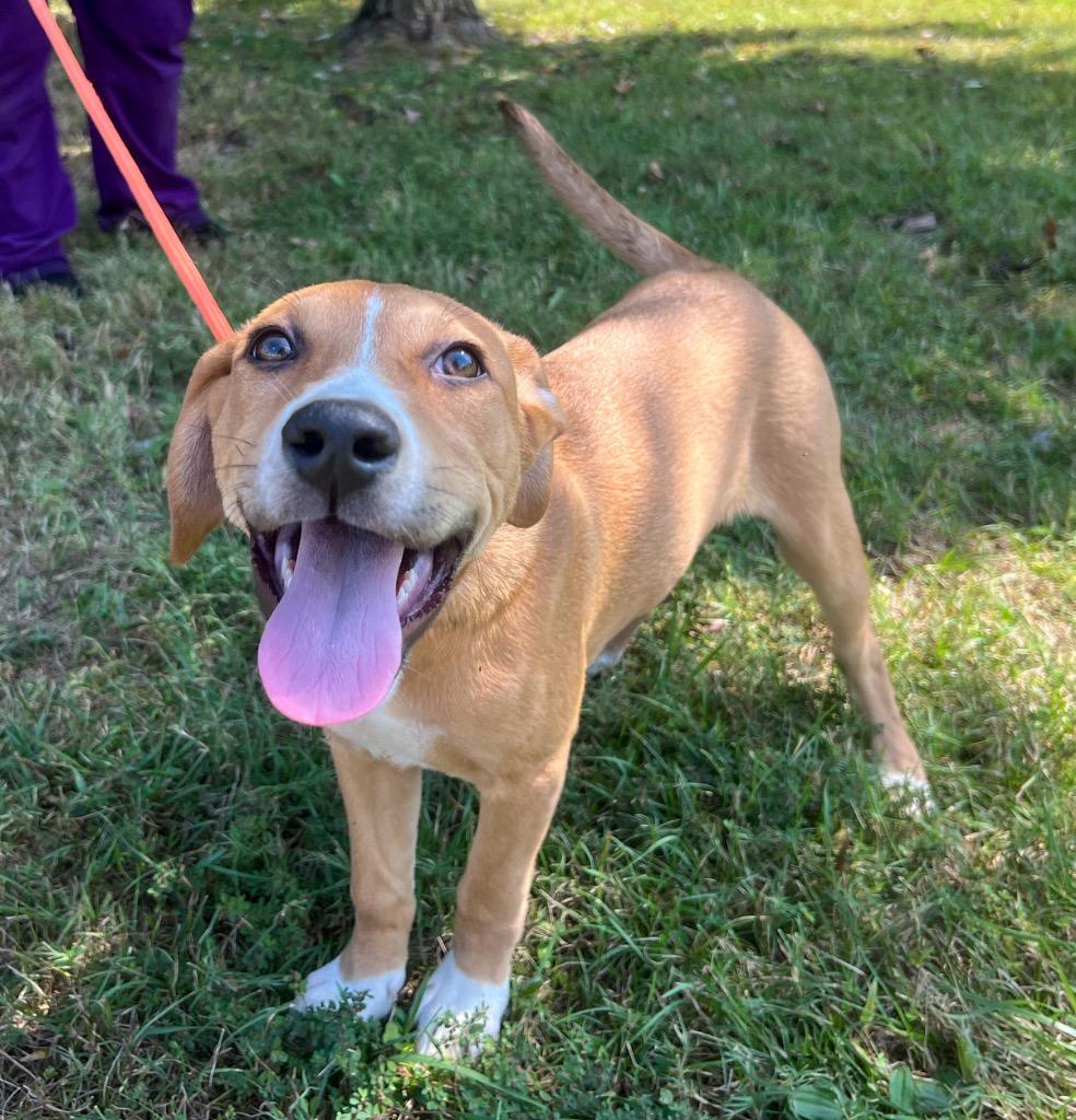 Enlarge Sally, a Adopted mixed breed in Murray, KY image 1/6