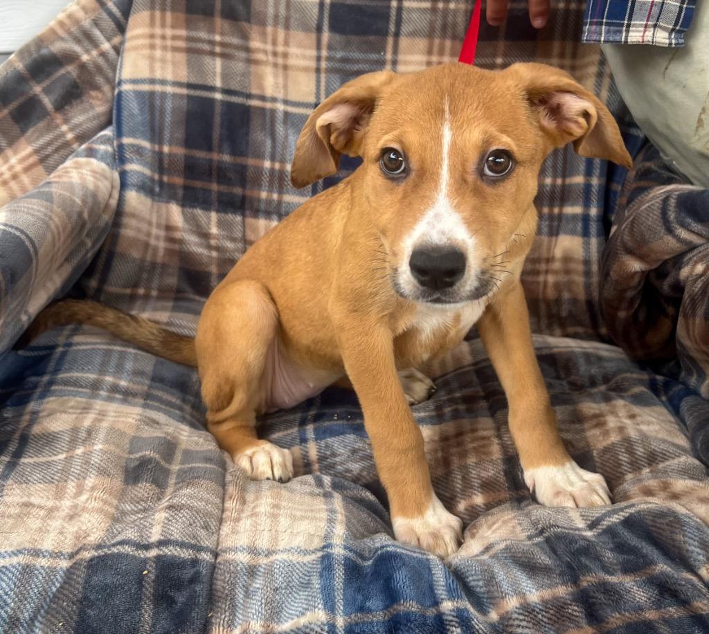 Sally, Adoptable, Young Female Mixed Breed.