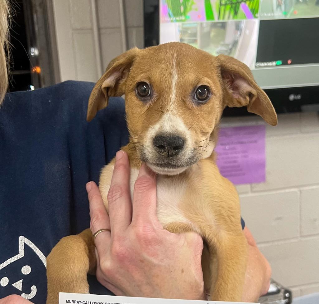 Enlarge Sally, a Adopted mixed breed in Murray, KY image 3/6