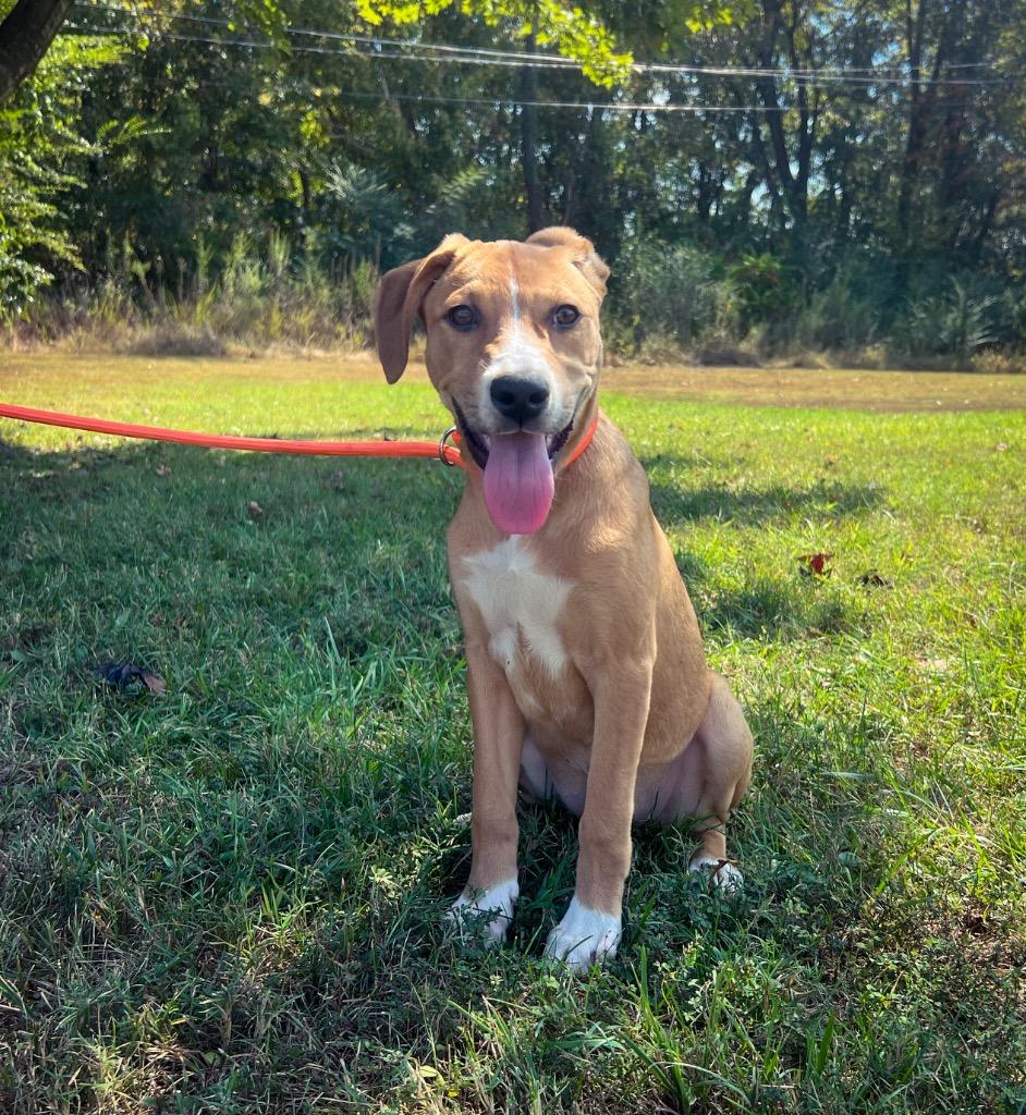 Enlarge Sally, a Adopted mixed breed in Murray, KY image 4/6