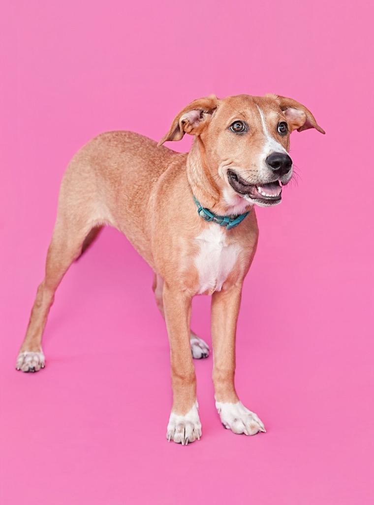 Enlarge Sally, a Adopted mixed breed in Murray, KY image 5/6