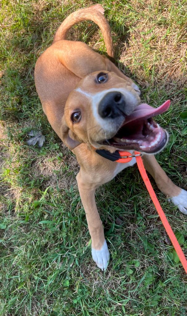 Enlarge Sally, a Adopted mixed breed in Murray, KY image 6/6