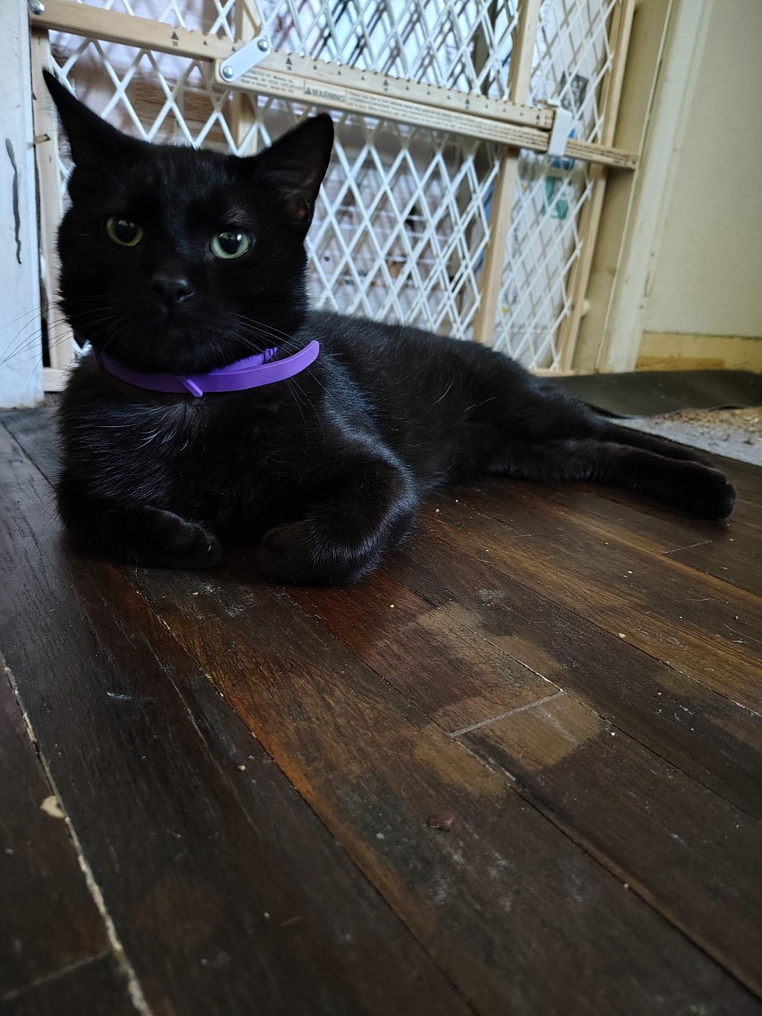 Enlarge Crowley, a Adoptable mixed breed in Omaha, NE image 3/3