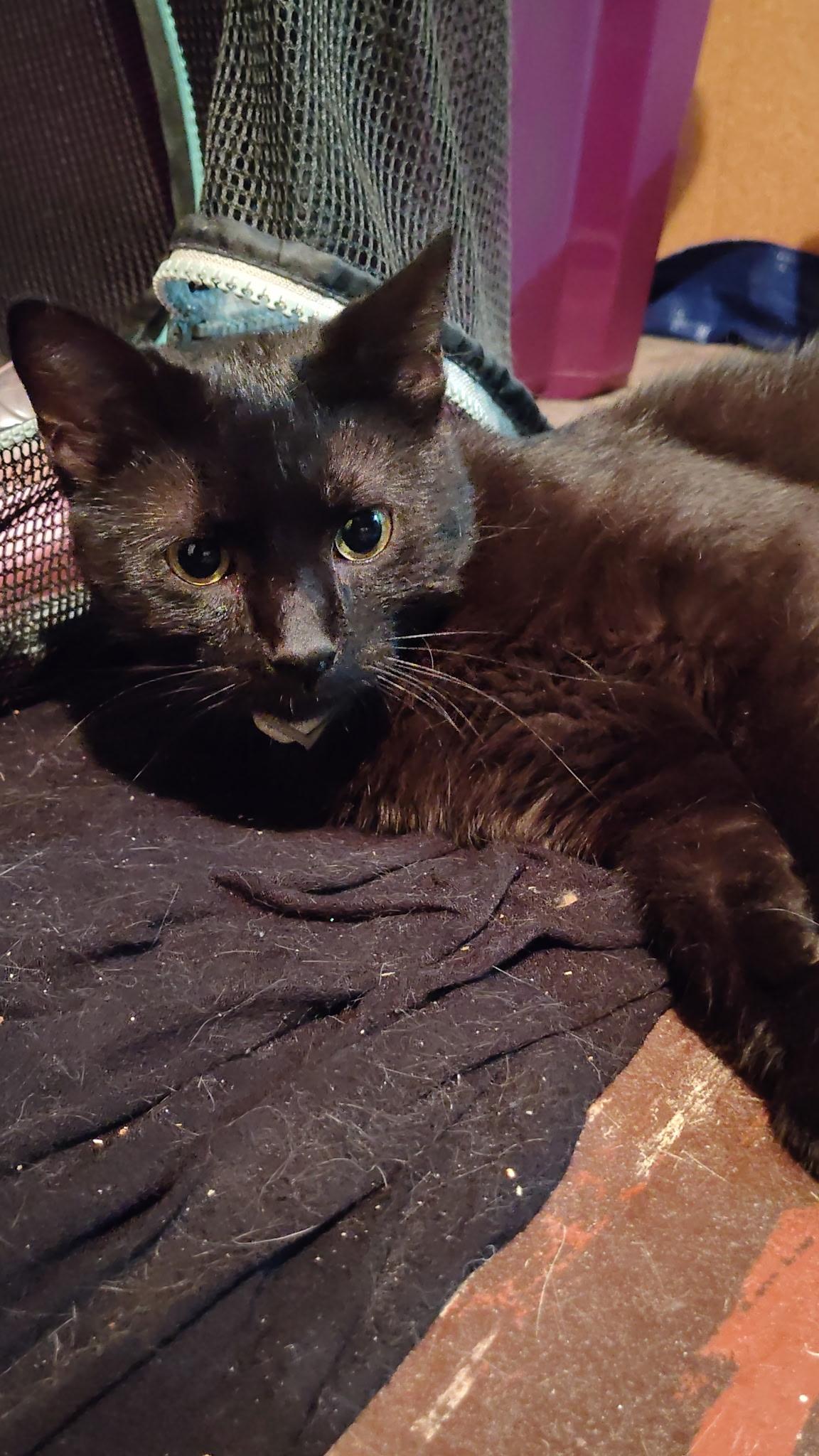 Enlarge Crowley, a Adoptable mixed breed in Omaha, NE image 2/3