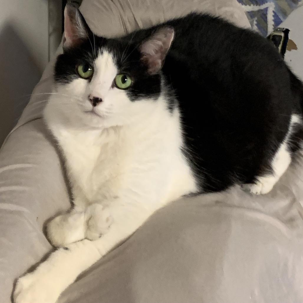 Enlarge Lucky Bean Estep, a Adoptable Domestic Short Hair in Woodstock, VA image 1/3