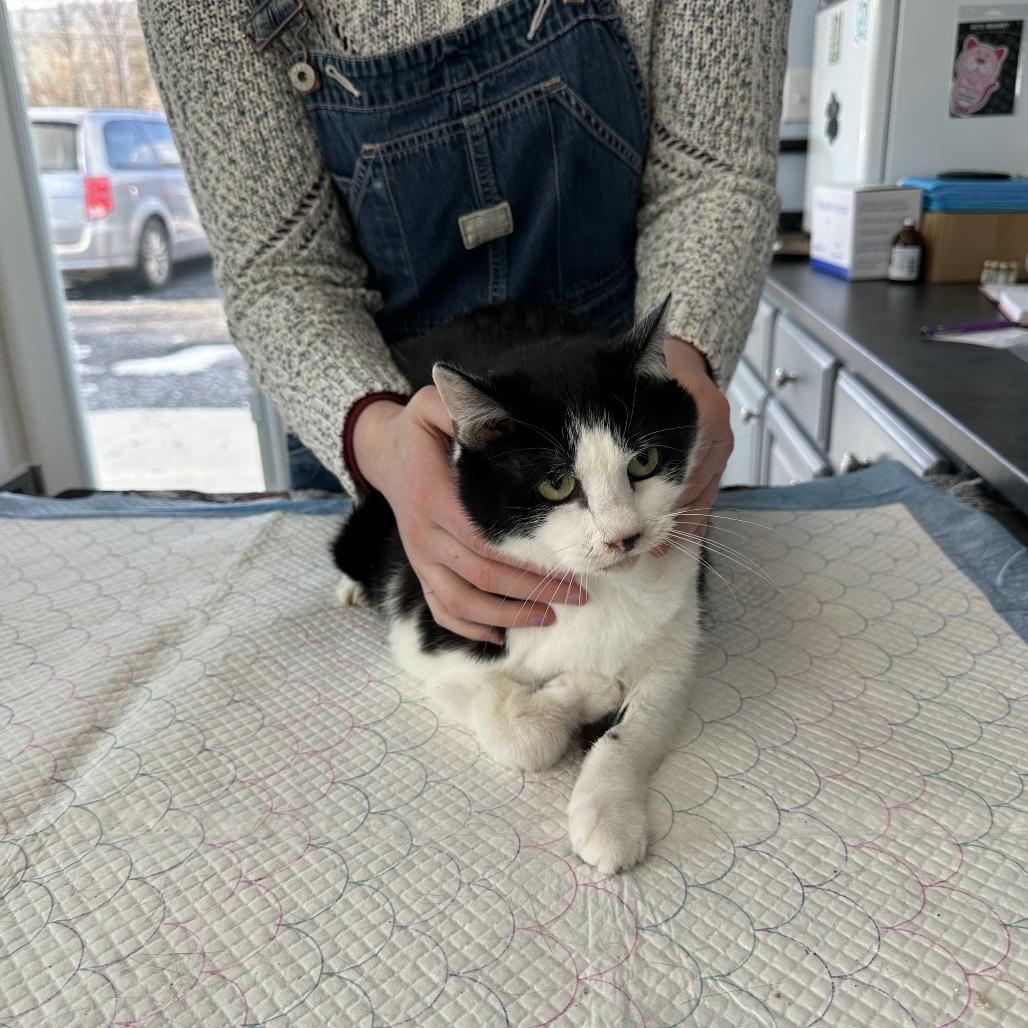 Enlarge Lucky Bean Estep, a Adoptable Domestic Short Hair in Woodstock, VA image 2/3