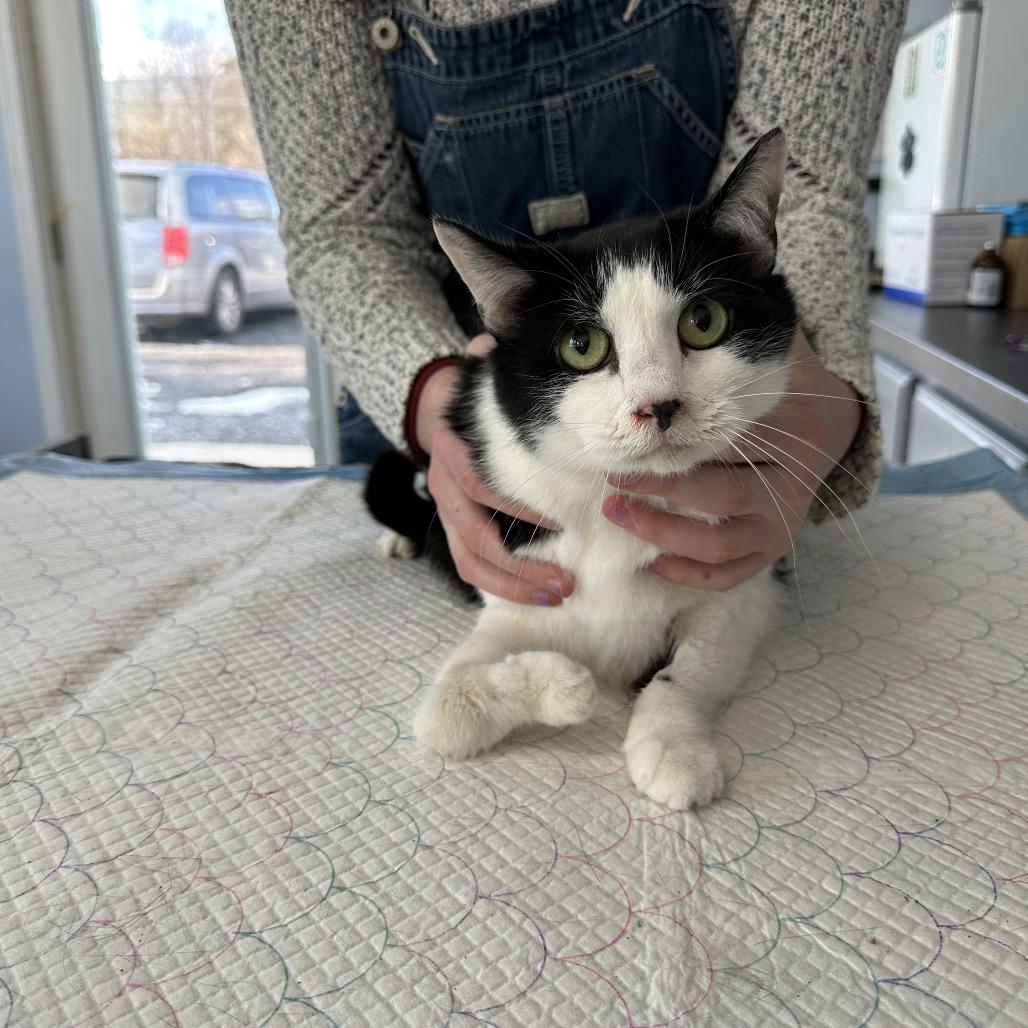 Enlarge Lucky Bean Estep, a Adoptable Domestic Short Hair in Woodstock, VA image 3/3