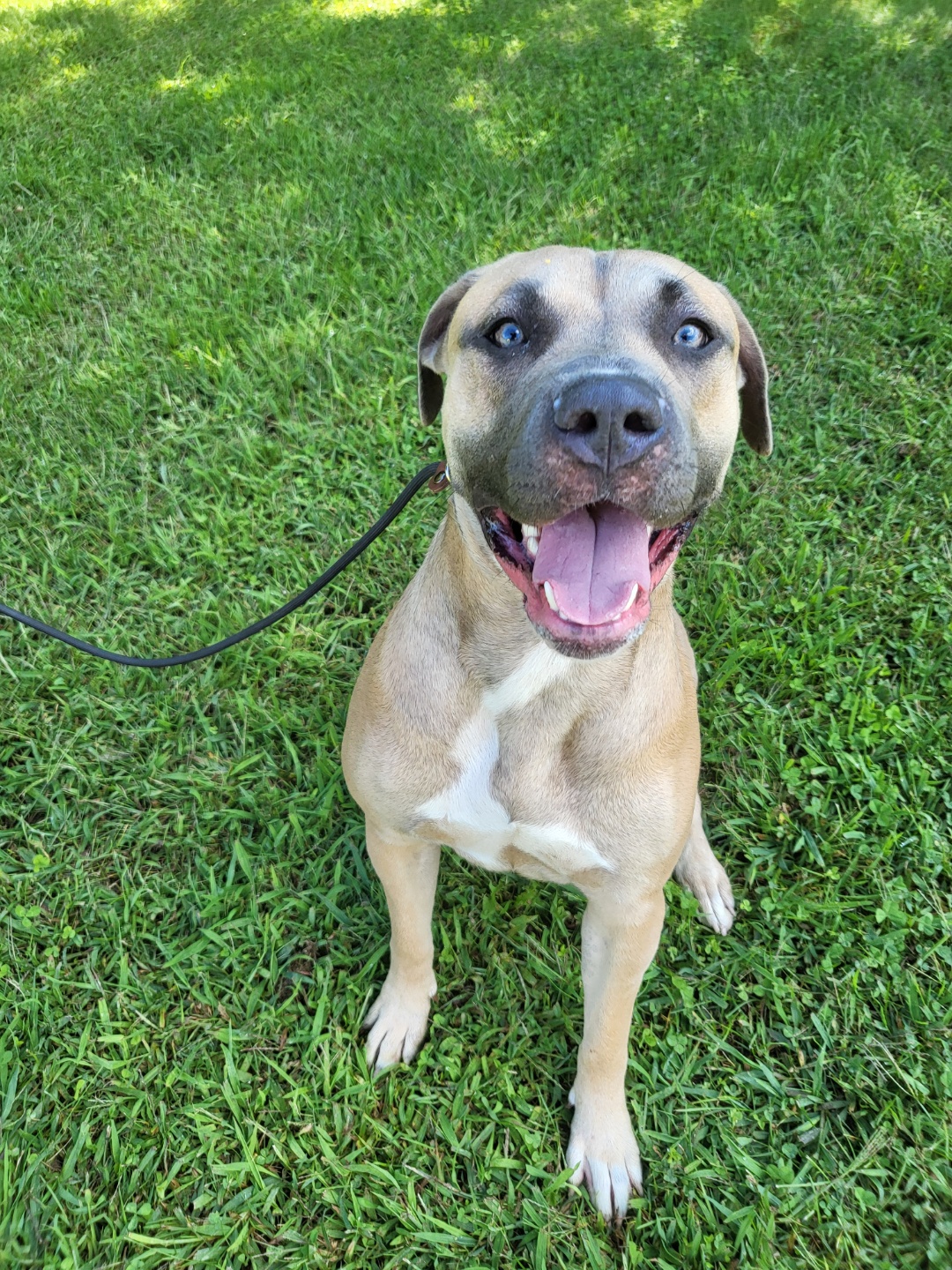 #238 Sky, Adult Female American Staffordshire Terrier