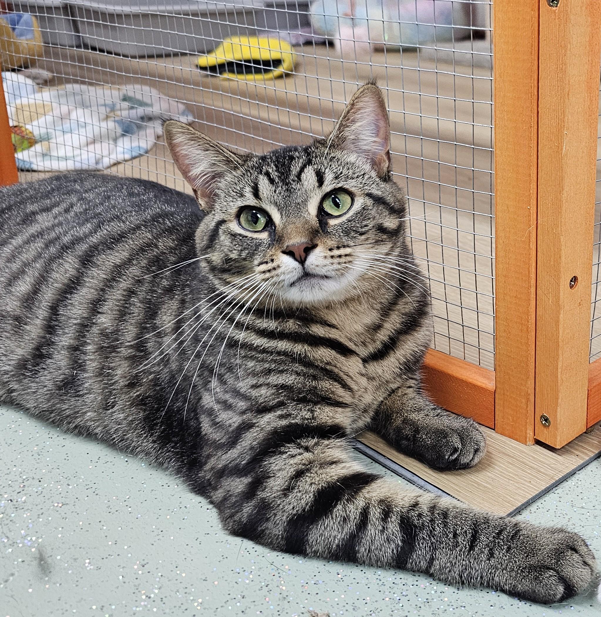 Joy, Young Male Domestic Short Hair