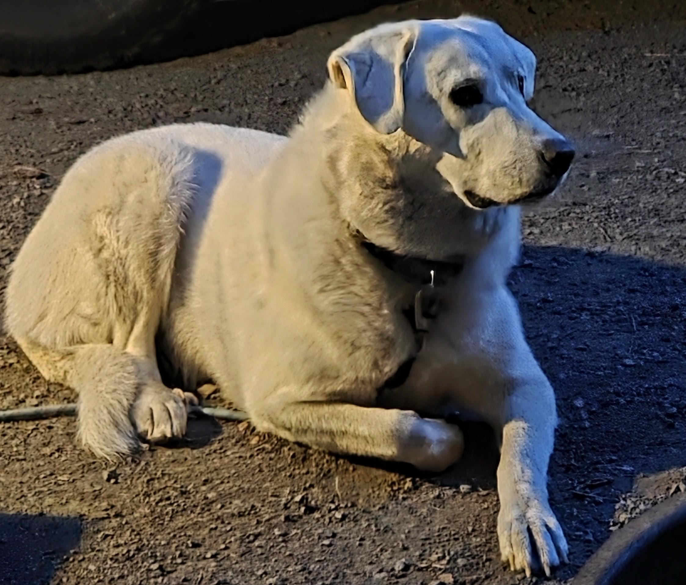 Enlarge Thor and Nala - Bonded Pair, a Adoptable Great Pyrenees in McKenna, WA image 5/6