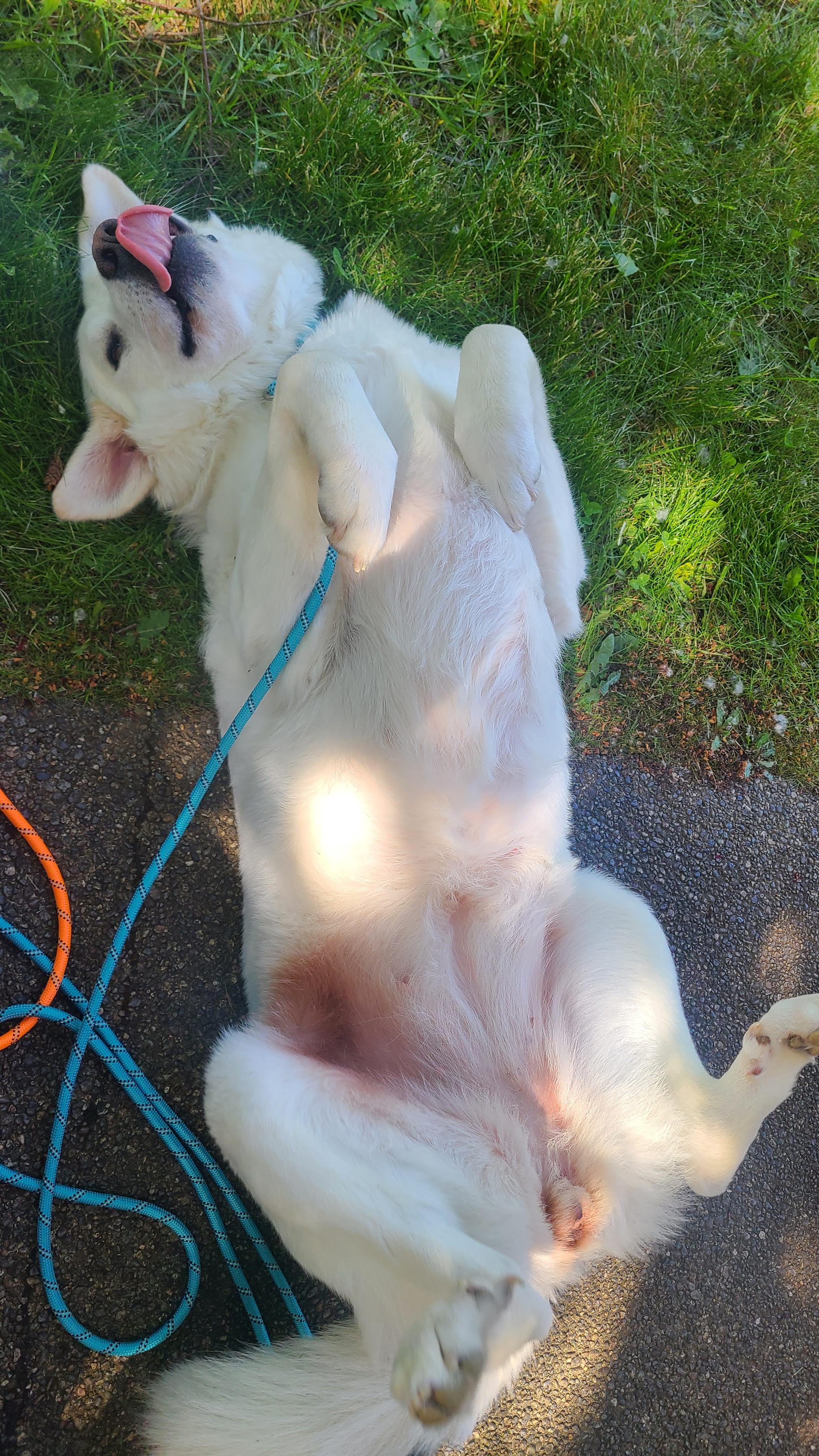 Enlarge Thor and Nala - Bonded Pair, a Adoptable Great Pyrenees in McKenna, WA image 6/6
