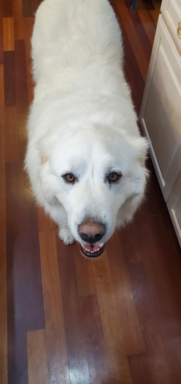 Enlarge Thor and Nala - Bonded Pair, a Adoptable Great Pyrenees in McKenna, WA image 1/6