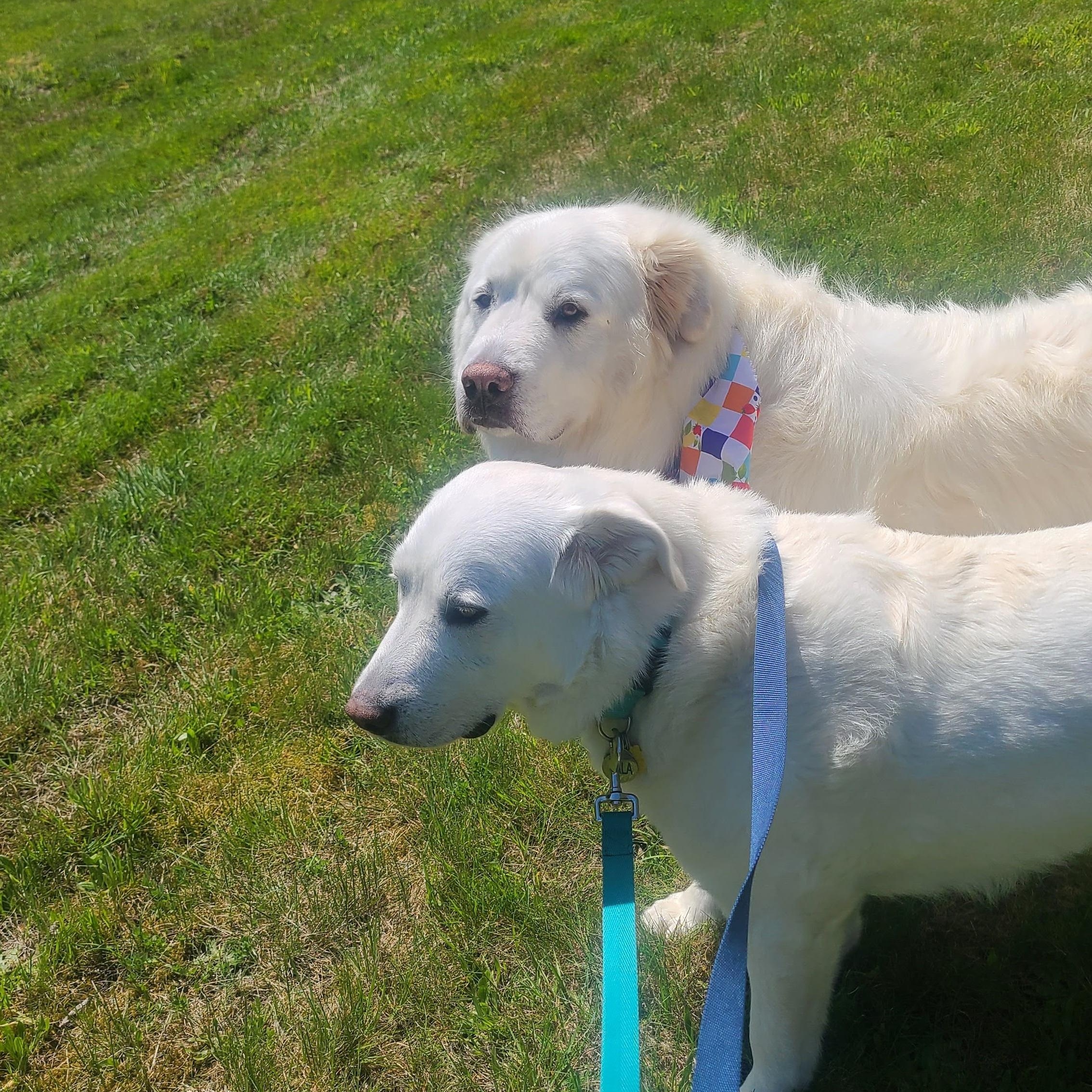 Enlarge Thor and Nala - Bonded Pair, a Adoptable Great Pyrenees in McKenna, WA image 4/6