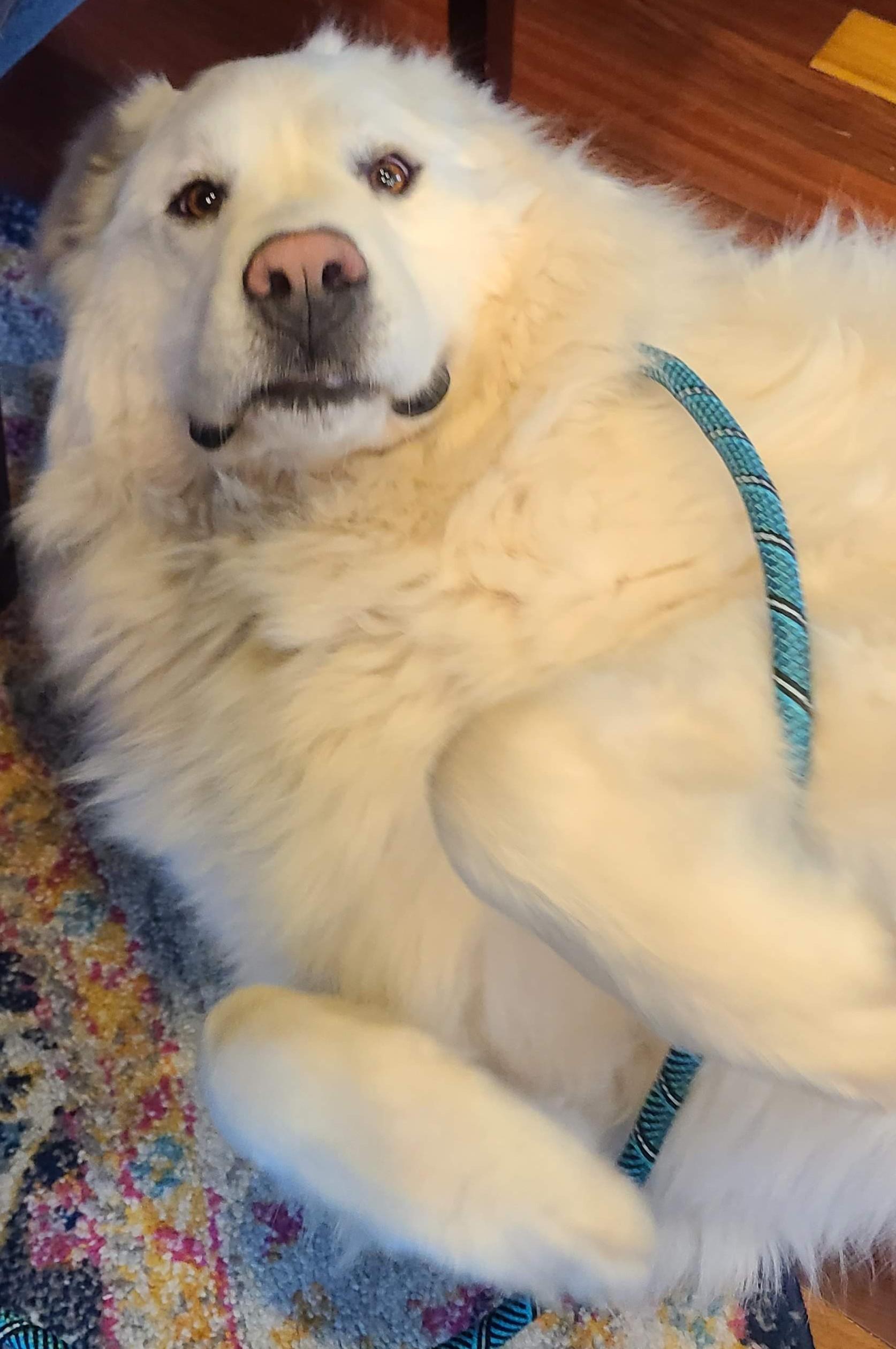 Enlarge Thor and Nala - Bonded Pair, a Adoptable Great Pyrenees in McKenna, WA image 2/6