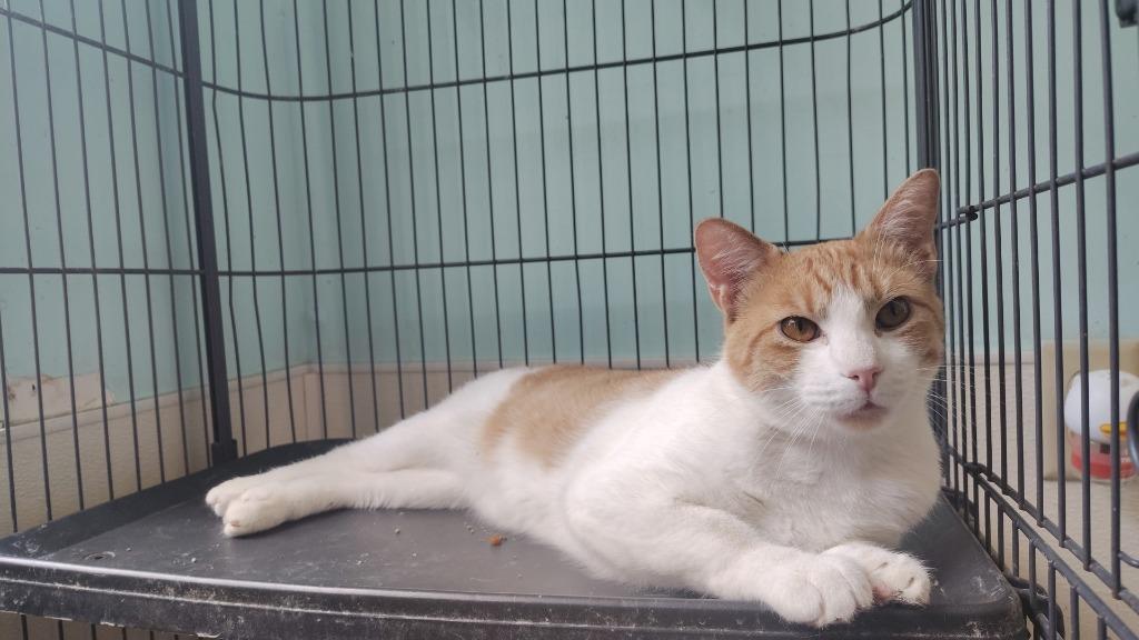 Star-Lord, a Adoptable mixed breed in Mena, AR image 1/2