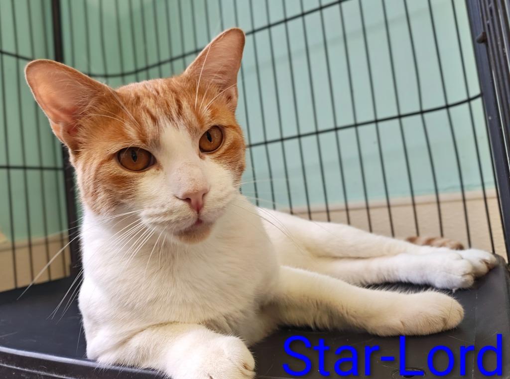 Star-Lord, a Adoptable mixed breed in Mena, AR image 2/3