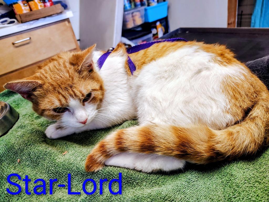 Star-Lord, Adoptable, Young Male Domestic Short Hair.