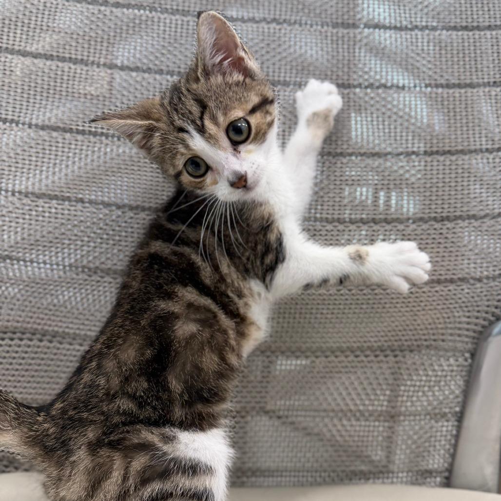 Enlarge Vanessa, a Adoptable Domestic Short Hair in Marshall, VA image 1/3