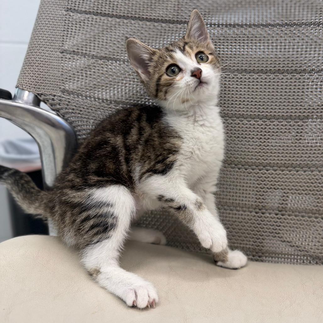 Enlarge Vanessa, a Adoptable Domestic Short Hair in Marshall, VA image 2/3