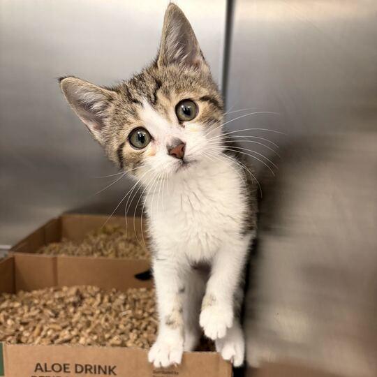 Enlarge Vanessa, a Adoptable Domestic Short Hair in Marshall, VA image 3/3