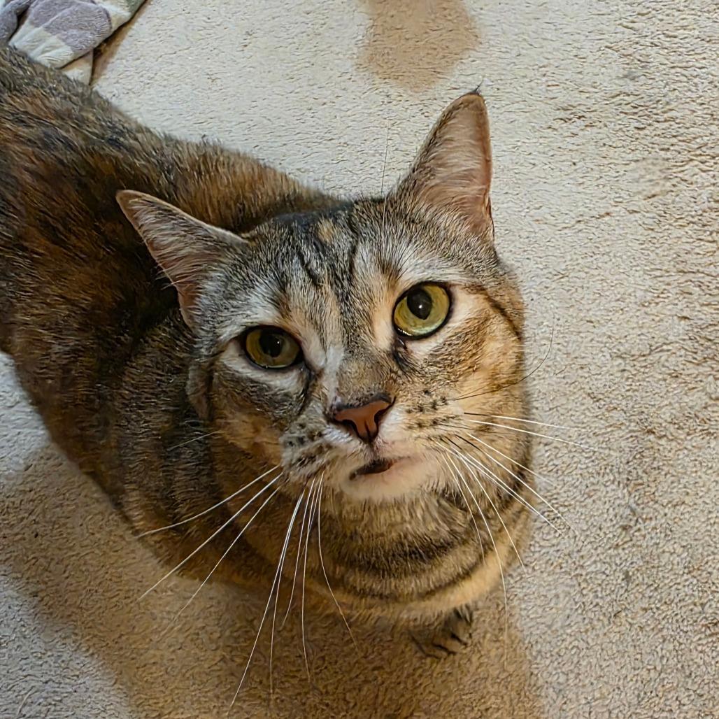 Elsa, Adoptable, Adult Female Domestic Short Hair.
