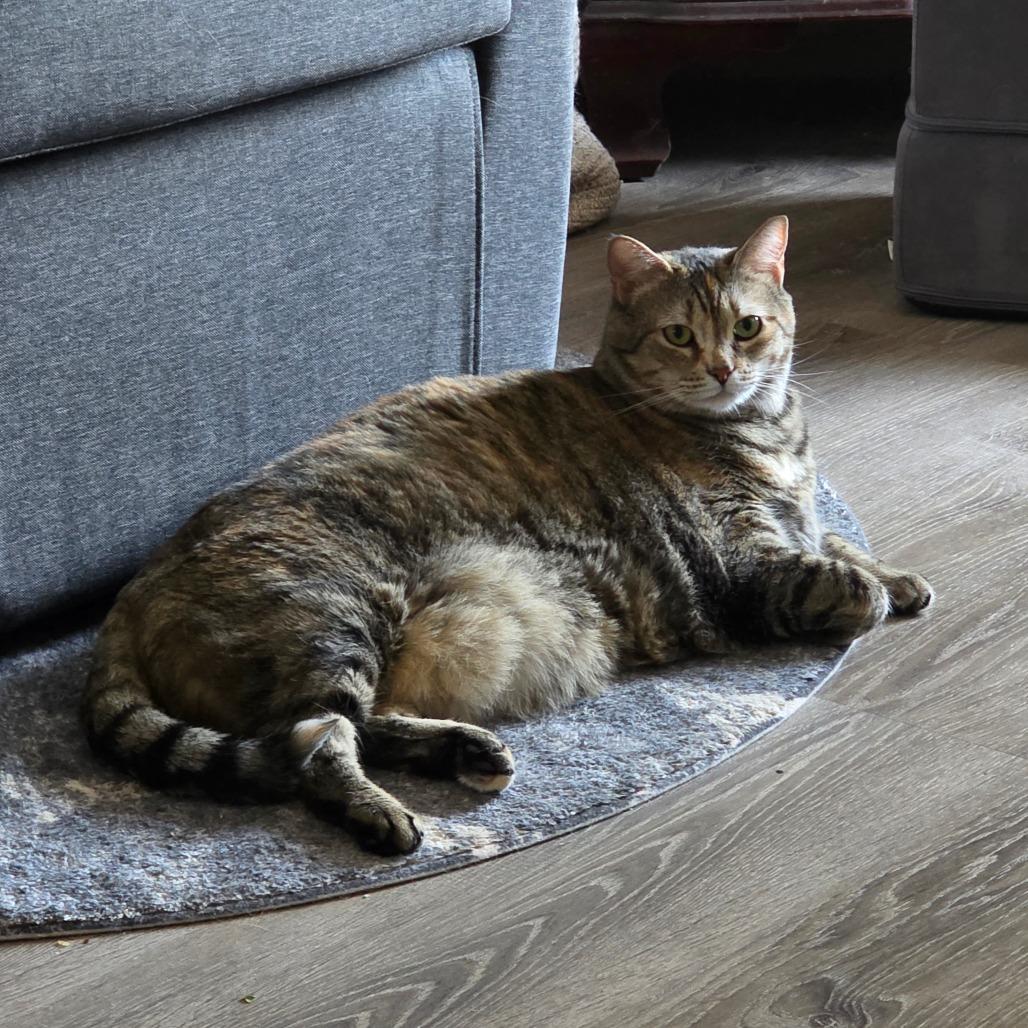 Enlarge Elsa, a Adoptable Domestic Short Hair in Jarrettsville, MD image 2/6