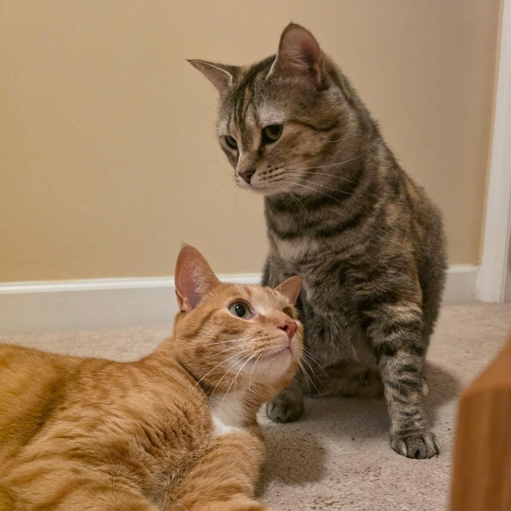 Enlarge Elsa, a Adoptable Domestic Short Hair in Jarrettsville, MD image 3/6