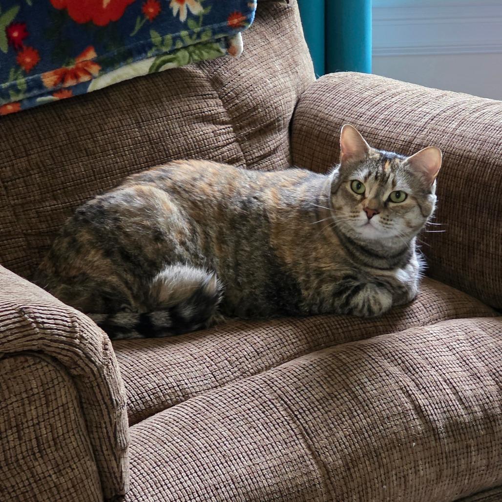 Enlarge Elsa, a Adoptable Domestic Short Hair in Jarrettsville, MD image 4/6