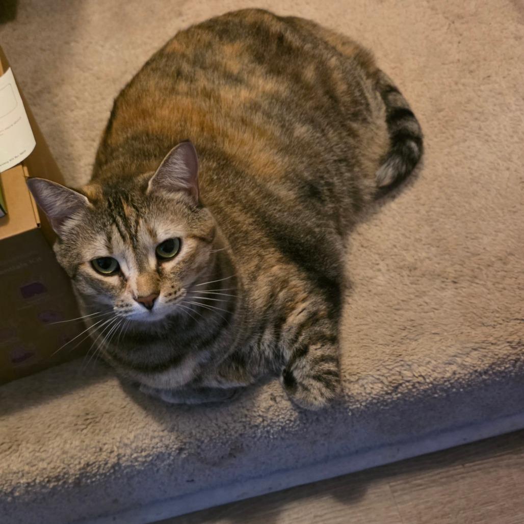 Enlarge Elsa, a Adoptable Domestic Short Hair in Jarrettsville, MD image 5/6