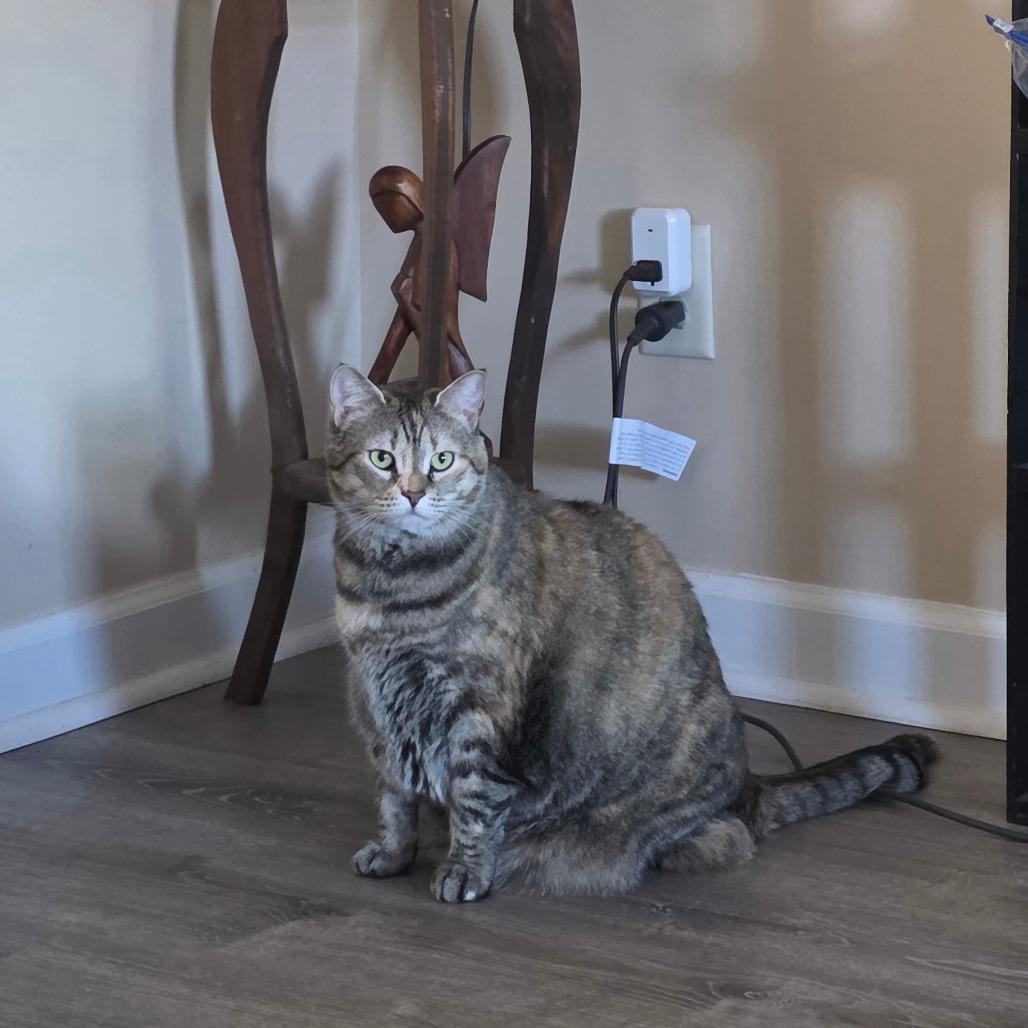 Enlarge Elsa, a Adoptable Domestic Short Hair in Jarrettsville, MD image 6/6