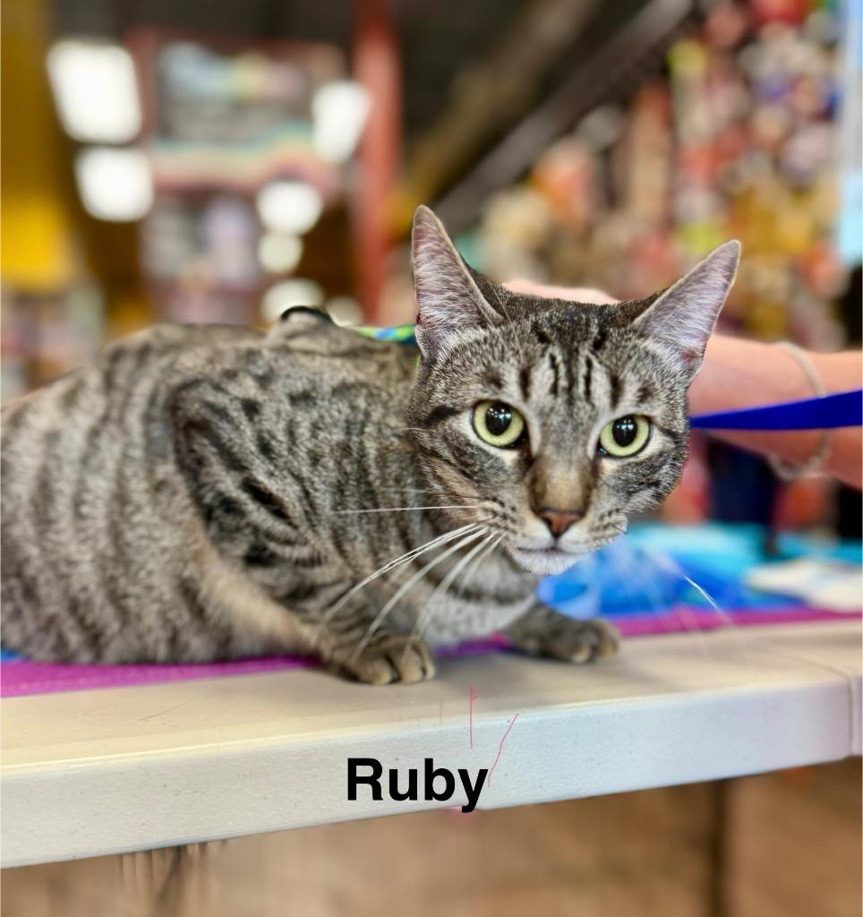 Ruby, Adoptable, Adult Female Oriental Tabby.