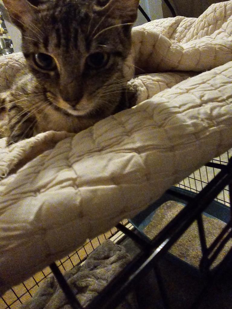 Ruby, a Adoptable Oriental Tabby in Alvin, TX image 2/6