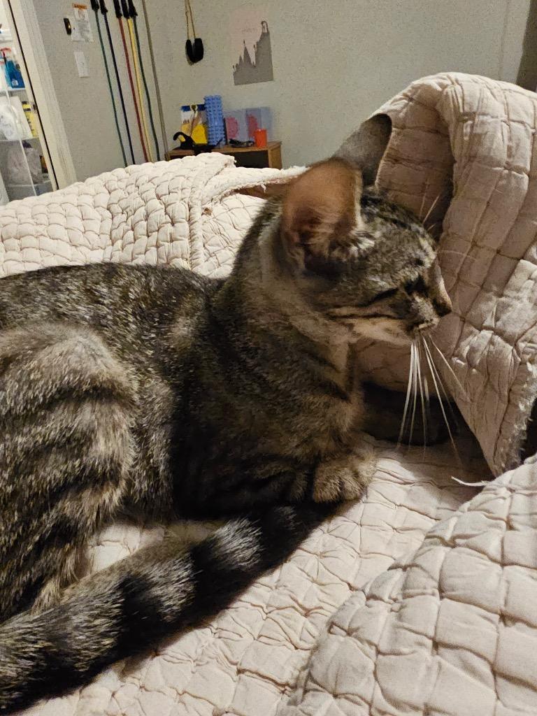 Ruby, a Adoptable Oriental Tabby in Alvin, TX image 3/6