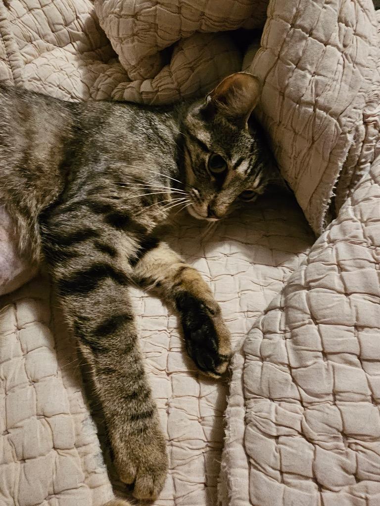 Ruby, a Adoptable Oriental Tabby in Alvin, TX image 4/6