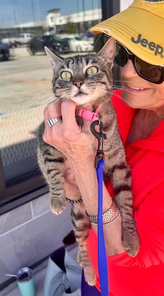 Ruby, a Adoptable Oriental Tabby in Alvin, TX image 5/6