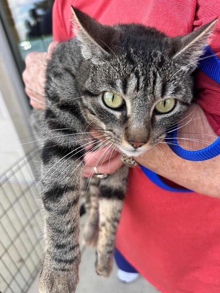 Ruby, a Adoptable Oriental Tabby in Alvin, TX image 6/6