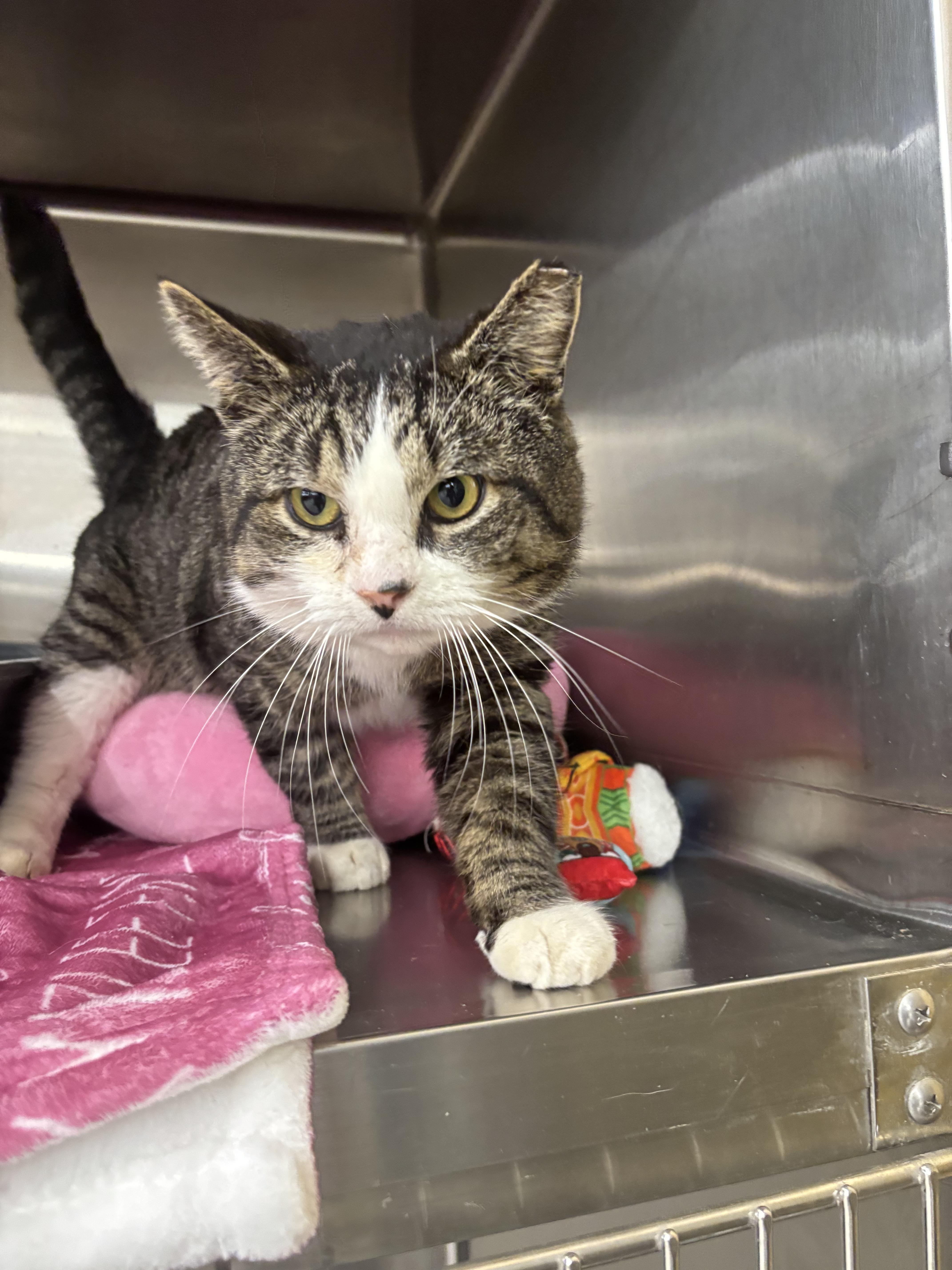 Rolo, a Adoptable Domestic Short Hair in York, PA image 1/3