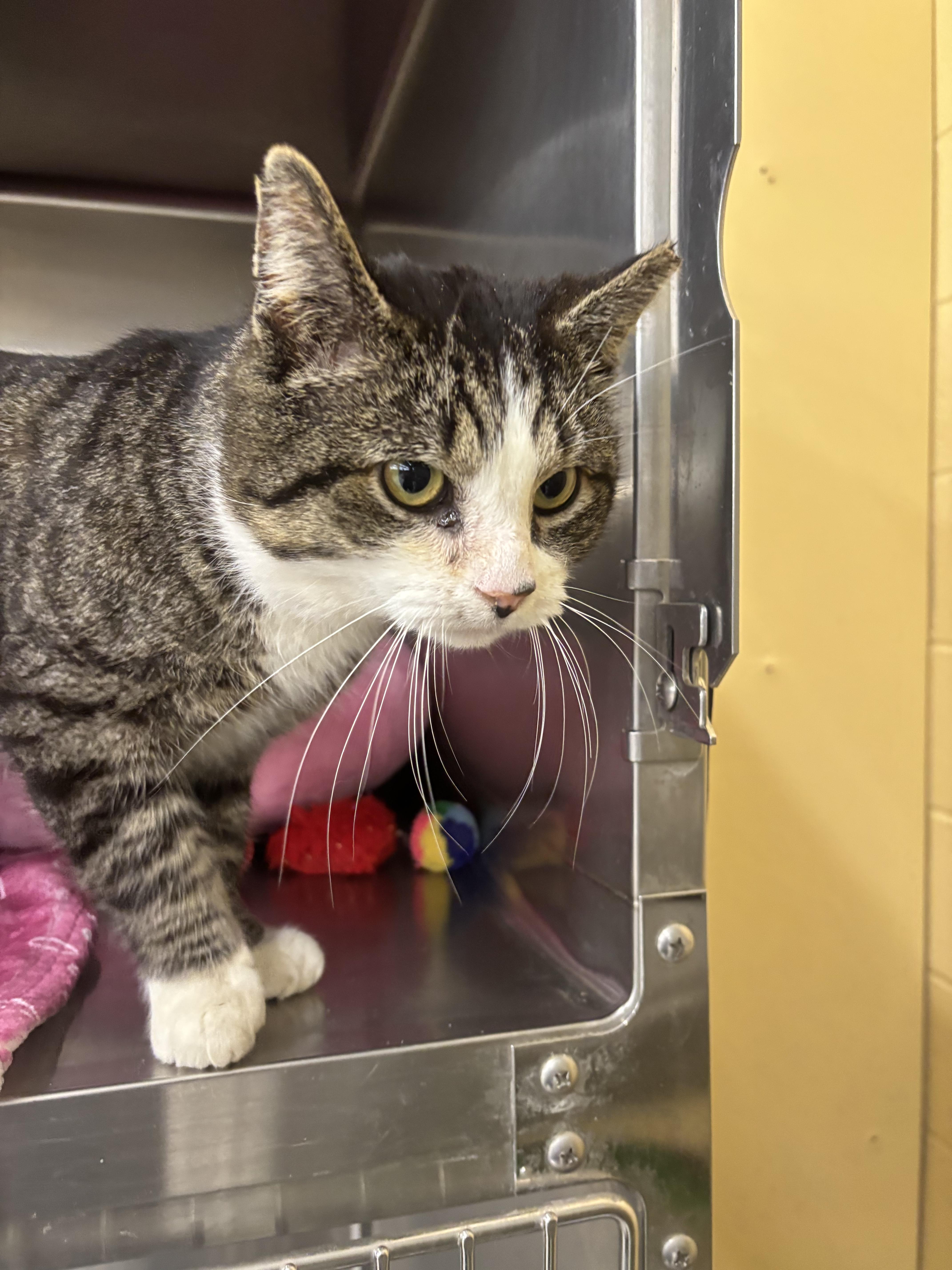 Rolo, a Adoptable Domestic Short Hair in York, PA image 2/3